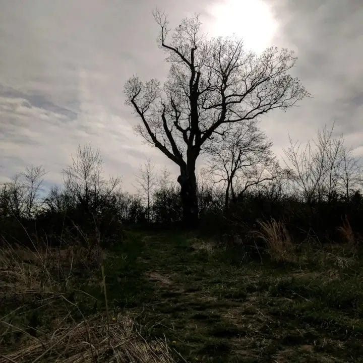 The Devil’s Tree – Haunted Oak Tree in Bernards Township, New Jersey